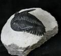Hollardops Trilobite With Free-Standing Genals #19198-1